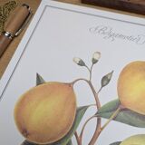 Printed in 1986, the bergamot tree. Vintage Botany.