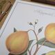 Printed in 1986, the bergamot tree. Vintage Botany.