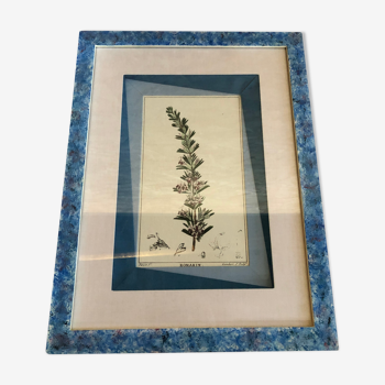 Ancienne planche botanique romarin