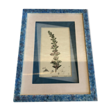 Old botanical board romarin