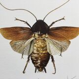 Old illustration "insects", 1960s