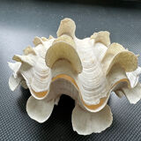 Shell decoration