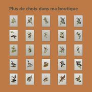 Planche ancienne ornithologie 1960 - Sterne Naine - Illustration plage mer