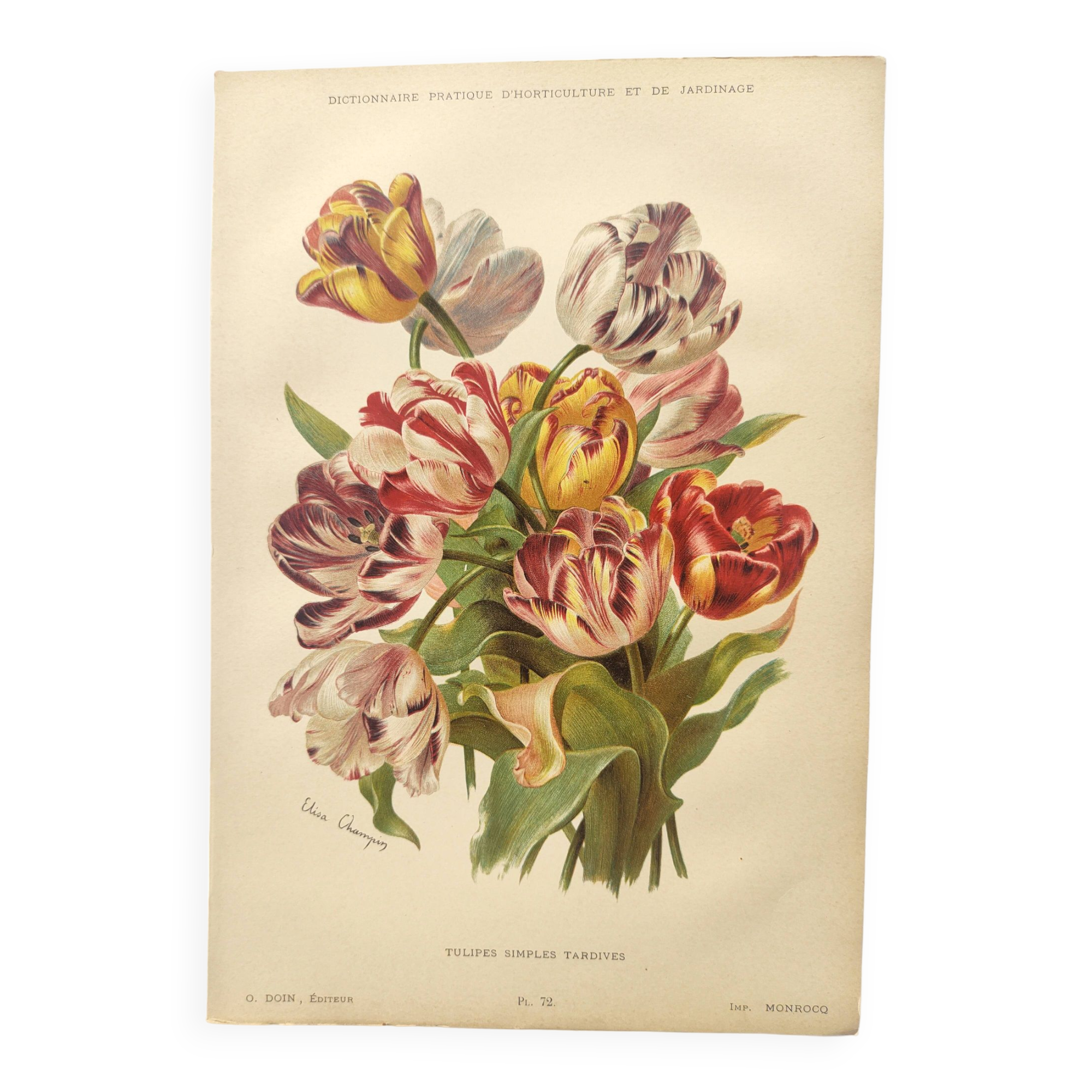 Botanical flower engraving 1899 by Élisa Champin - Tulips - Old print
