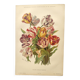 Botanical flower engraving 1899 by Élisa Champin - Tulips - Old print