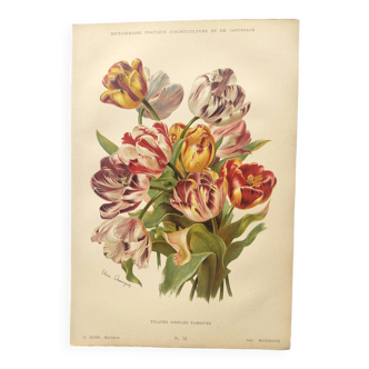Gravure botanique de fleur 1899 d'Élisa Champin - Tulipes - Planche ancienne