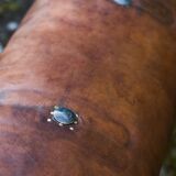 Gymnastic Leather Pommel Horse Bench with Wooden Handles, 1920s