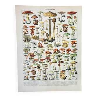 Gravure • Champignons 1, cueillette • Lithographie originale et vintage de 1898