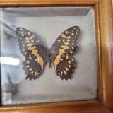 Stuffed black and yellow butterfly, 1970