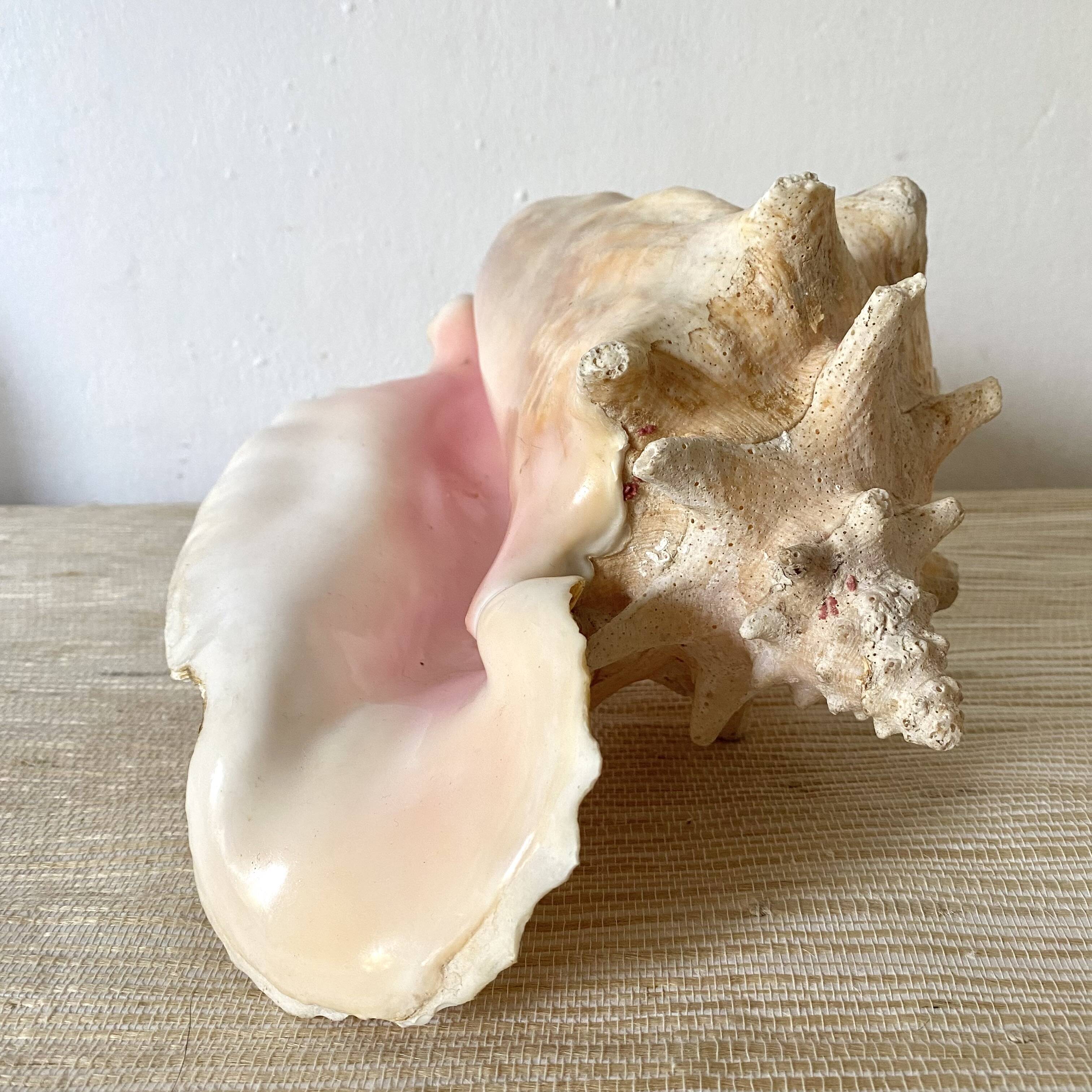 Real shell, conch, great conch