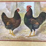 Tableau " Poules "
