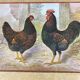 Table " Hens "