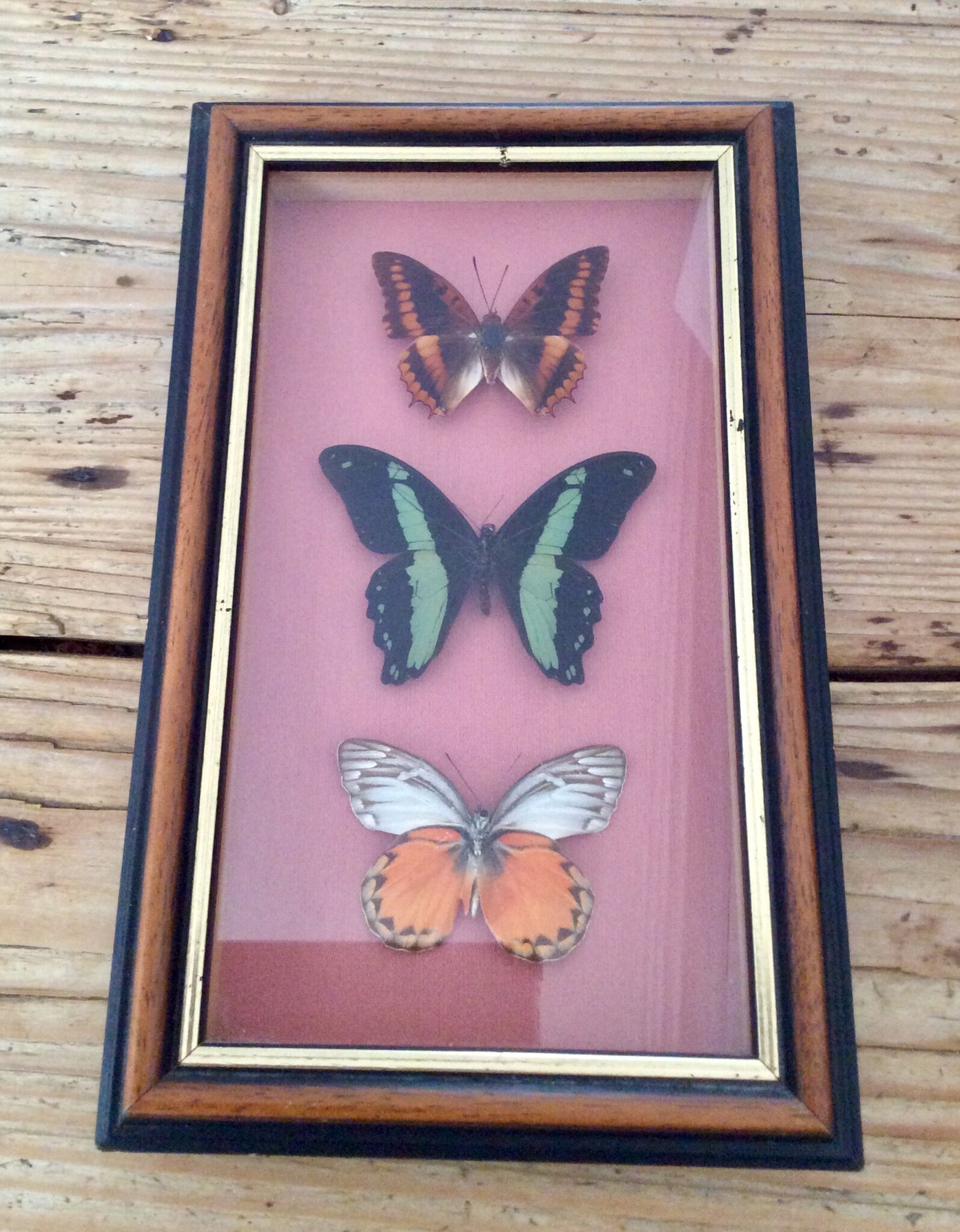 Framework butterflies under glass