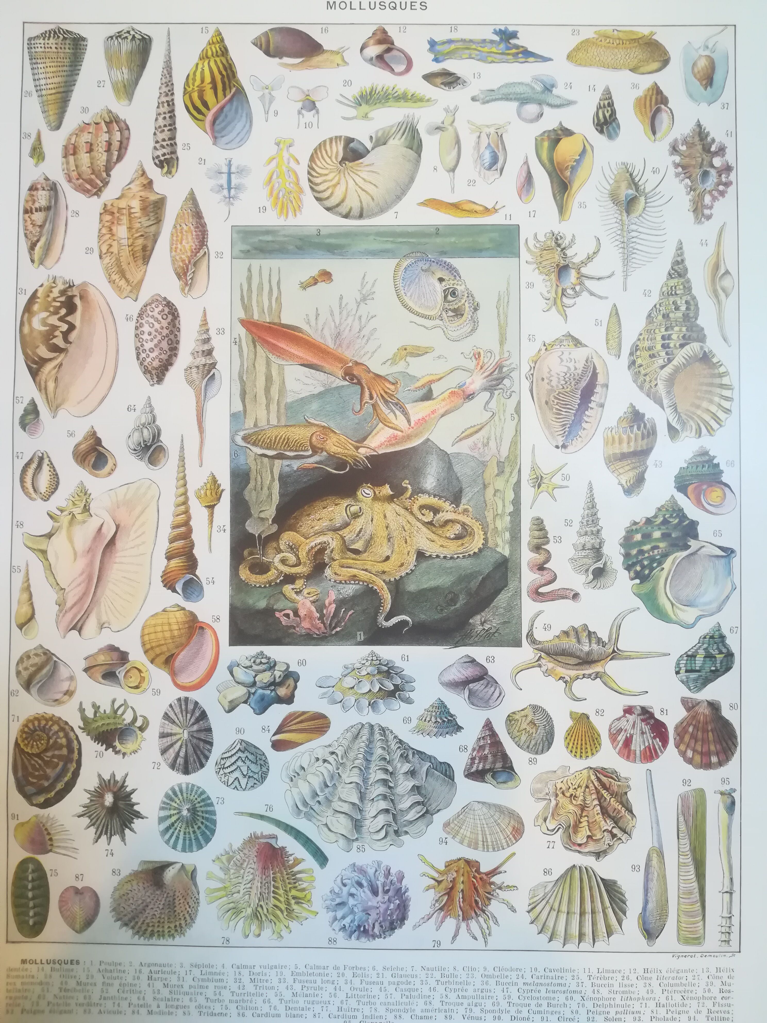 Lithographie sur les coquillages et mollusques de 1928