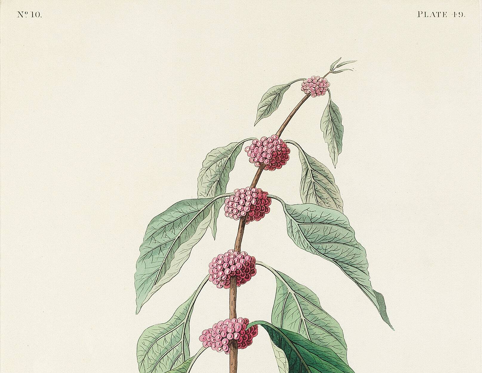 Affiche sur la Paruline bleue, d’après une gravure ancienne de 1827.