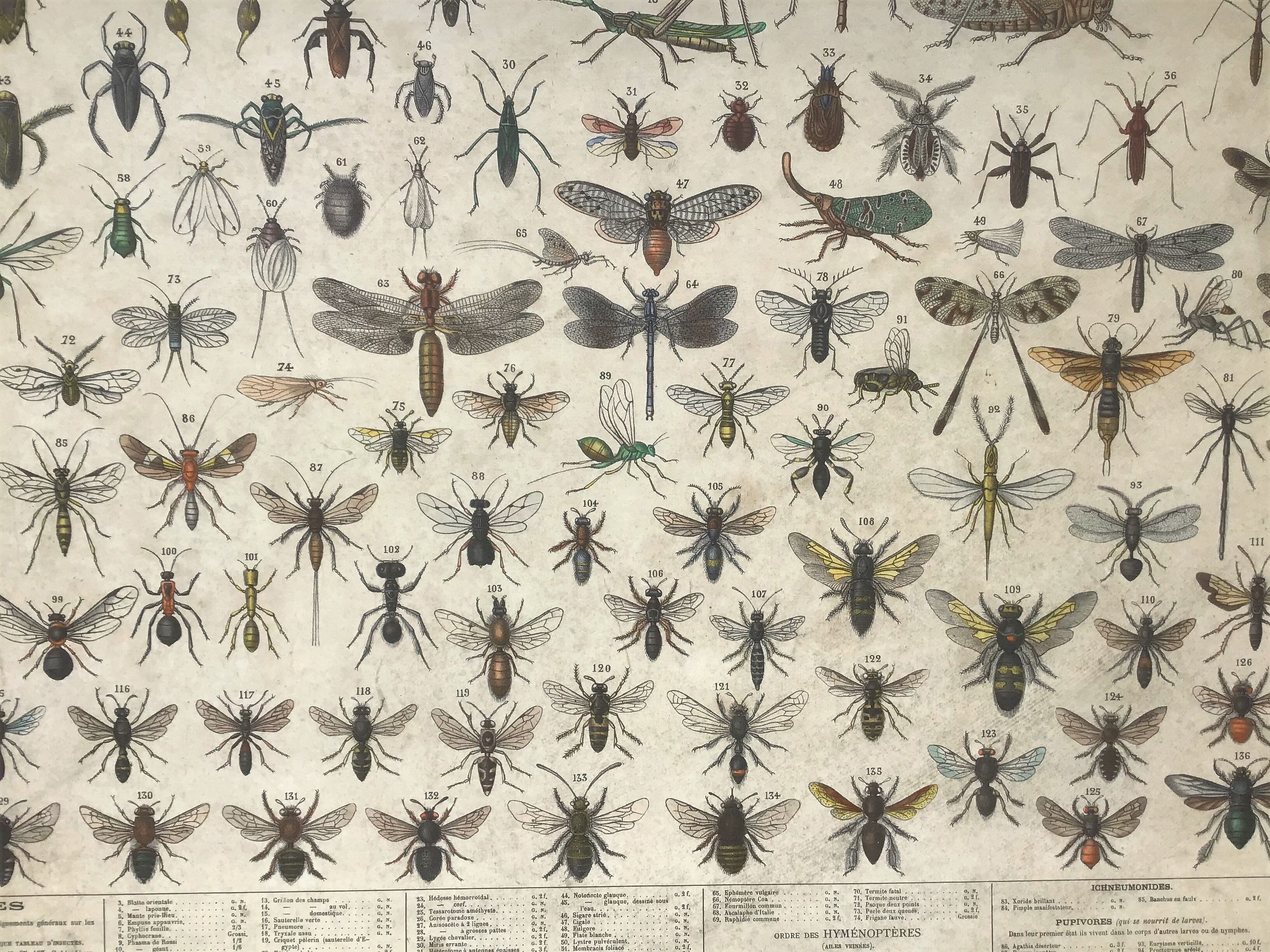 Bouasse-Lebel educational board at the end of the 19th Natural History Insects
