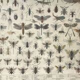Bouasse-Lebel educational board at the end of the 19th Natural History Insects