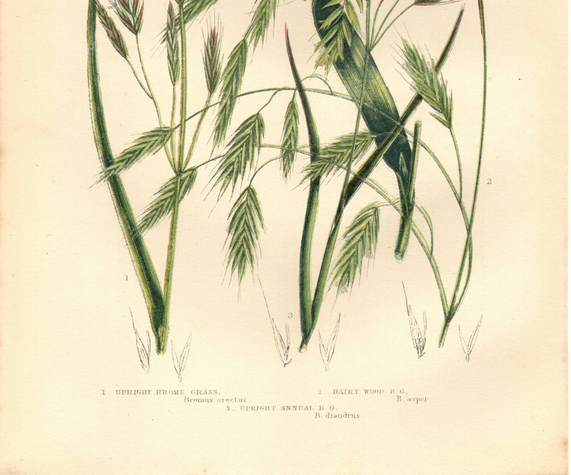 Engraving from 1889 - Straight Herbs by A. Pratt - Botanical lithograph
