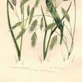 Engraving from 1889 - Straight Herbs by A. Pratt - Botanical lithograph