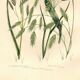 Engraving from 1889 - Straight Herbs by A. Pratt - Botanical lithograph