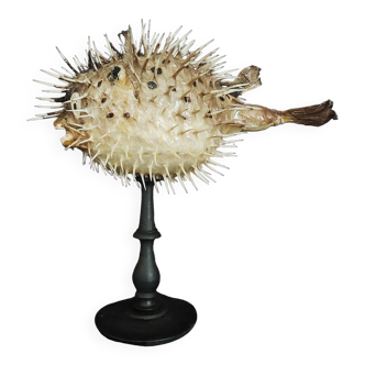 Cabinet de curiosités poisson naturalisé diodon holocanthus sur socle