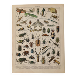 Lithograph of insects - 1900