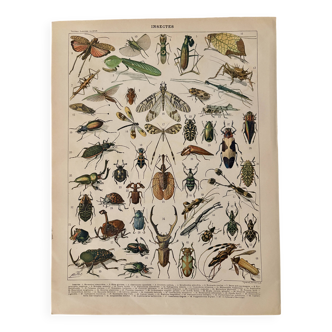 Lithograph of insects - 1900