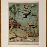 Lithograph on the ocean (depths) - 1900