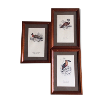 Bird frames
