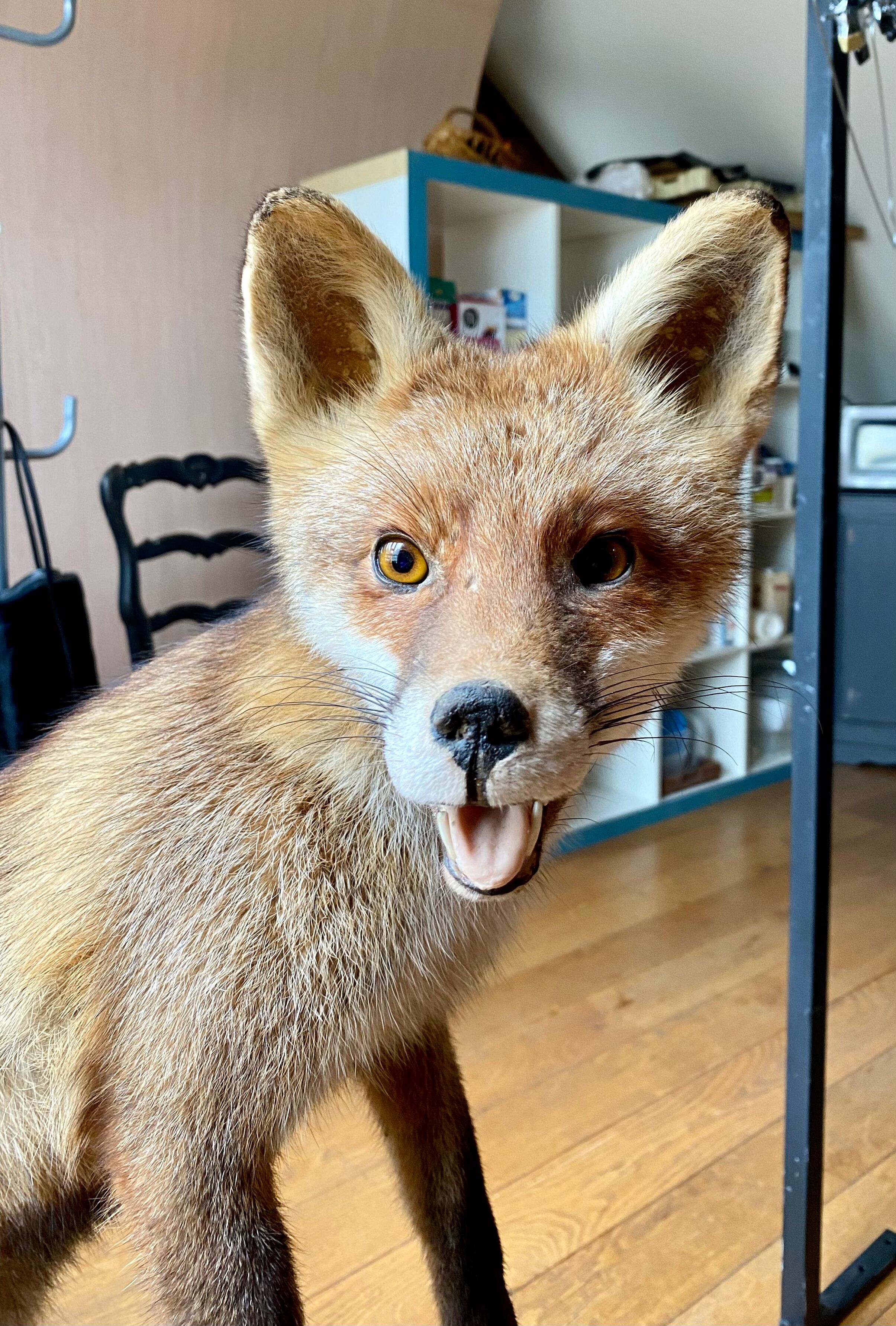 Red fox taxidermy