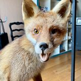 Red fox taxidermy
