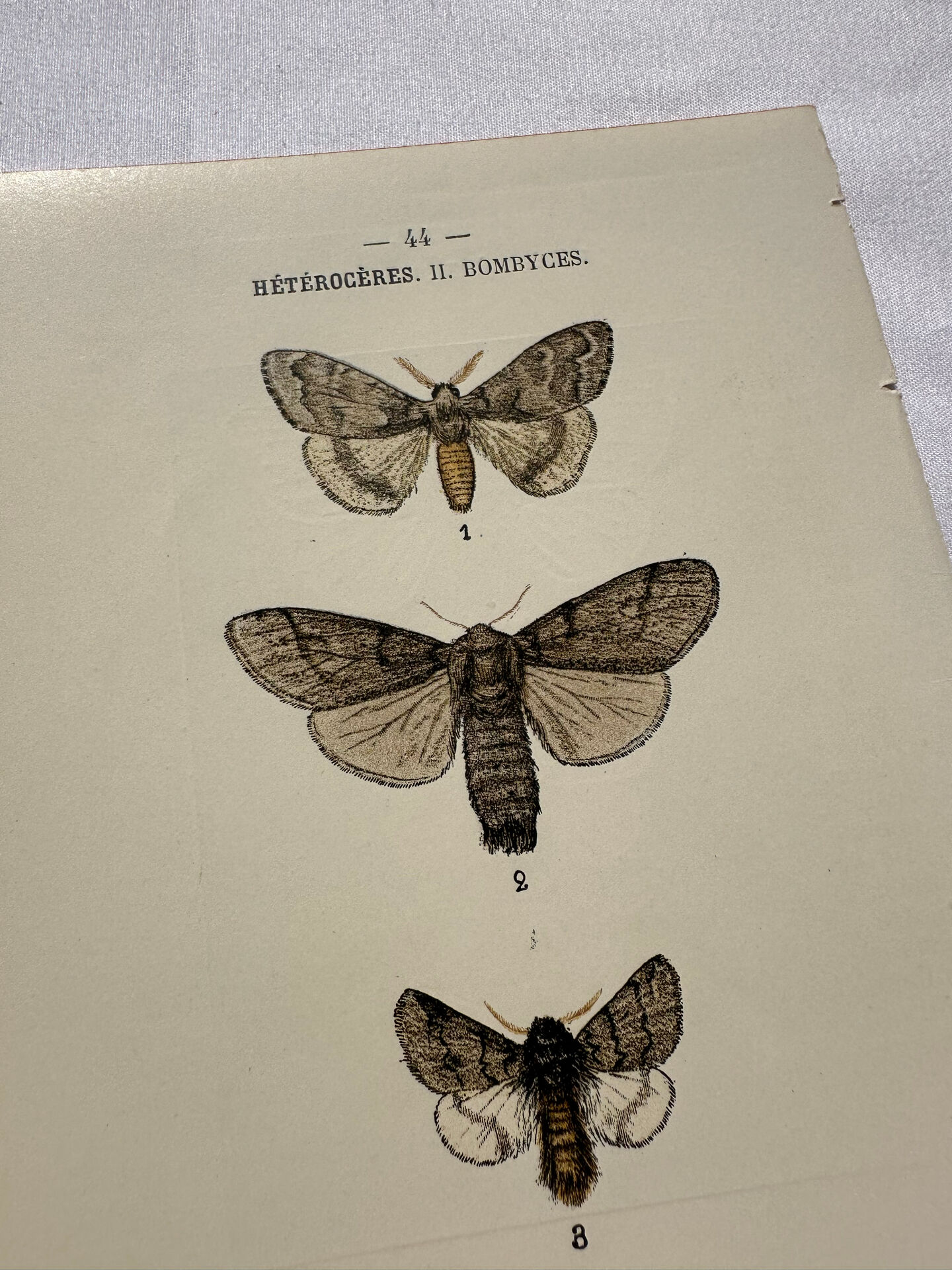 Botanical Plate 1800 Old naturalist engraving 19th century double-sided