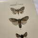 Botanical Plate 1800 Old naturalist engraving 19th century double-sided