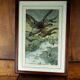 Flight of ducks, marshes and tetard willows - chromolithography Jules Habert-Dys - 1880