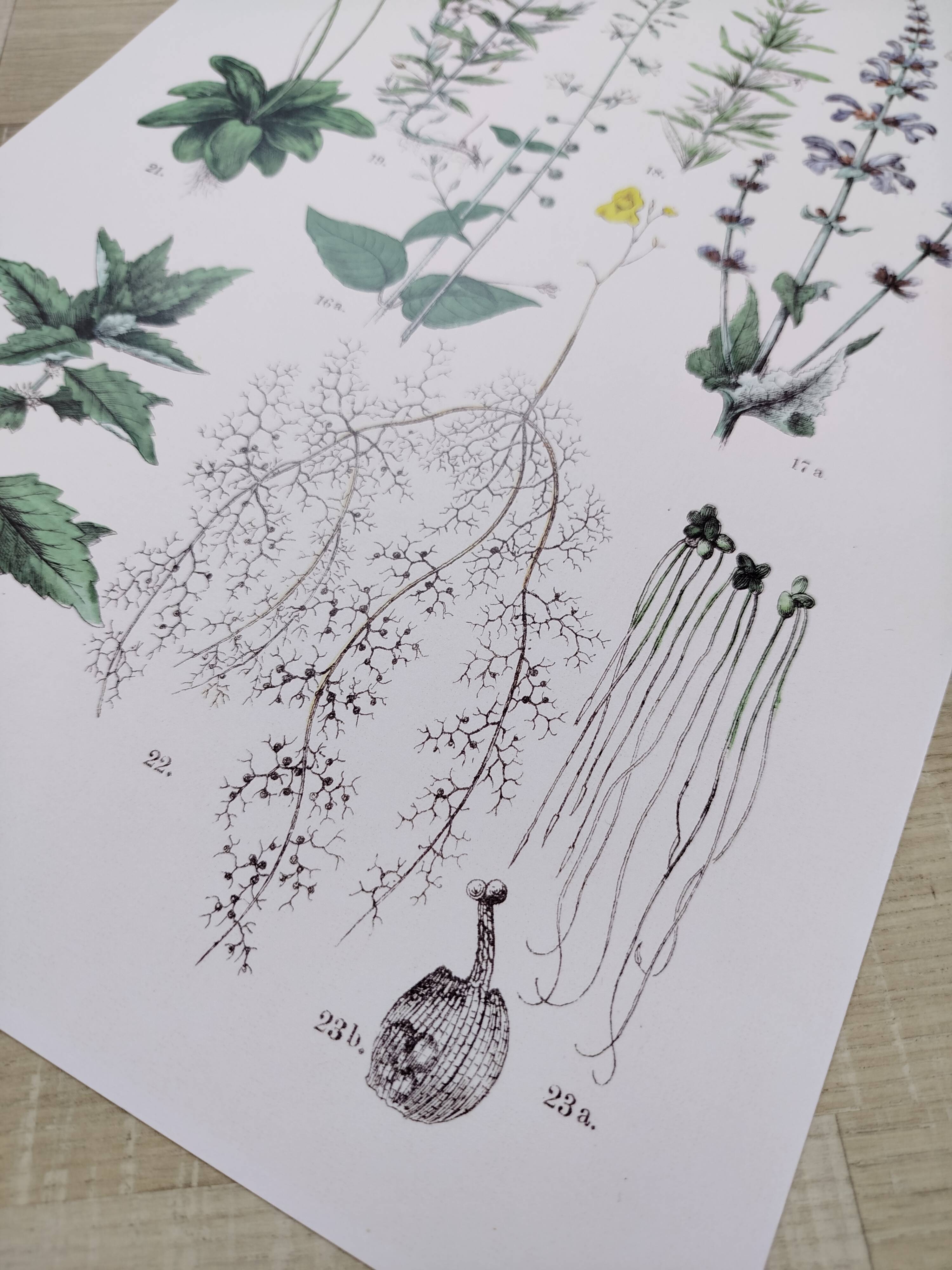 Affiche sur les plantes d'après une gravure de 1881 "romarin"