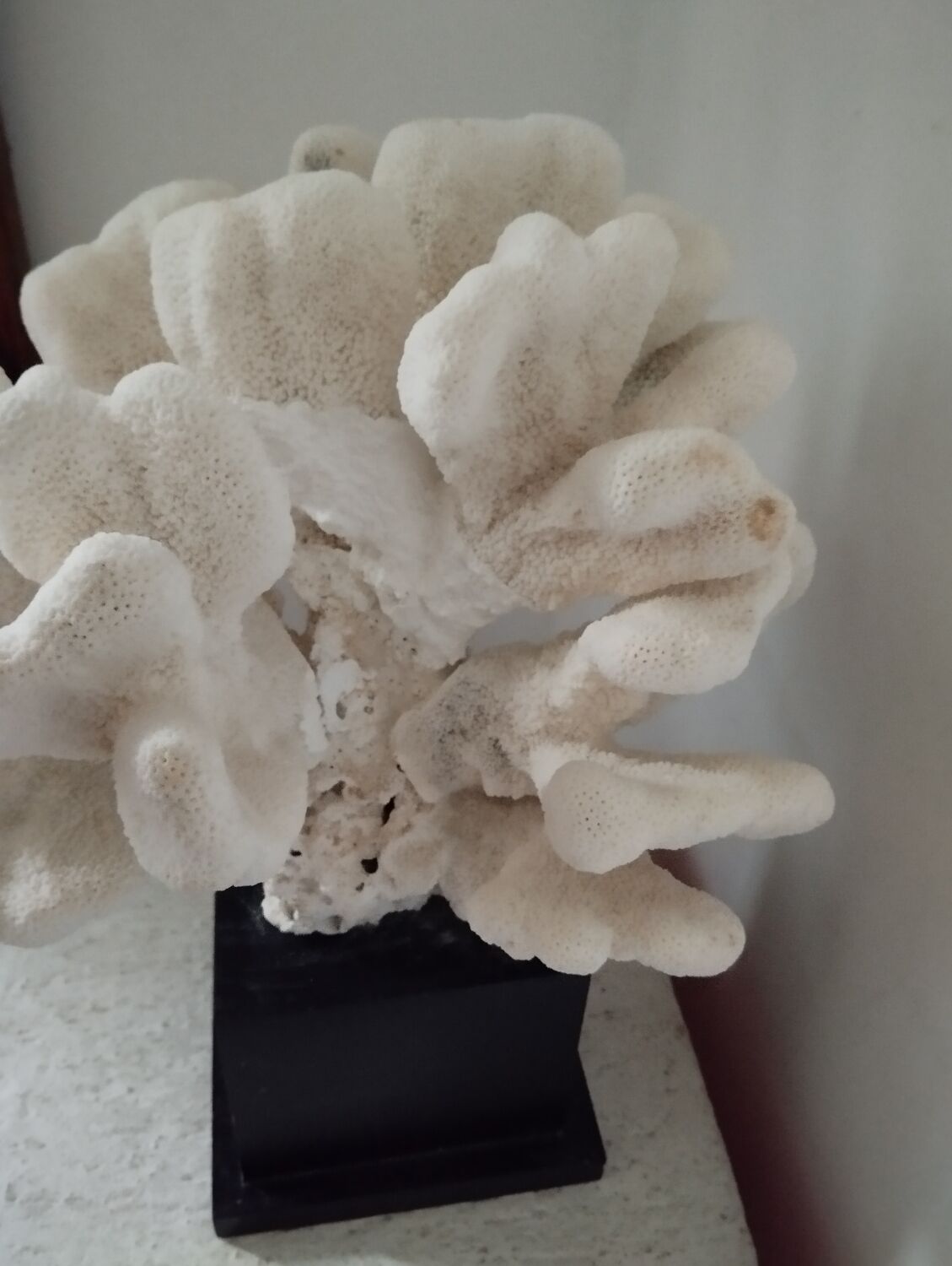 Coral on base cabinet of curiosities