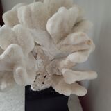 Coral on base cabinet of curiosities