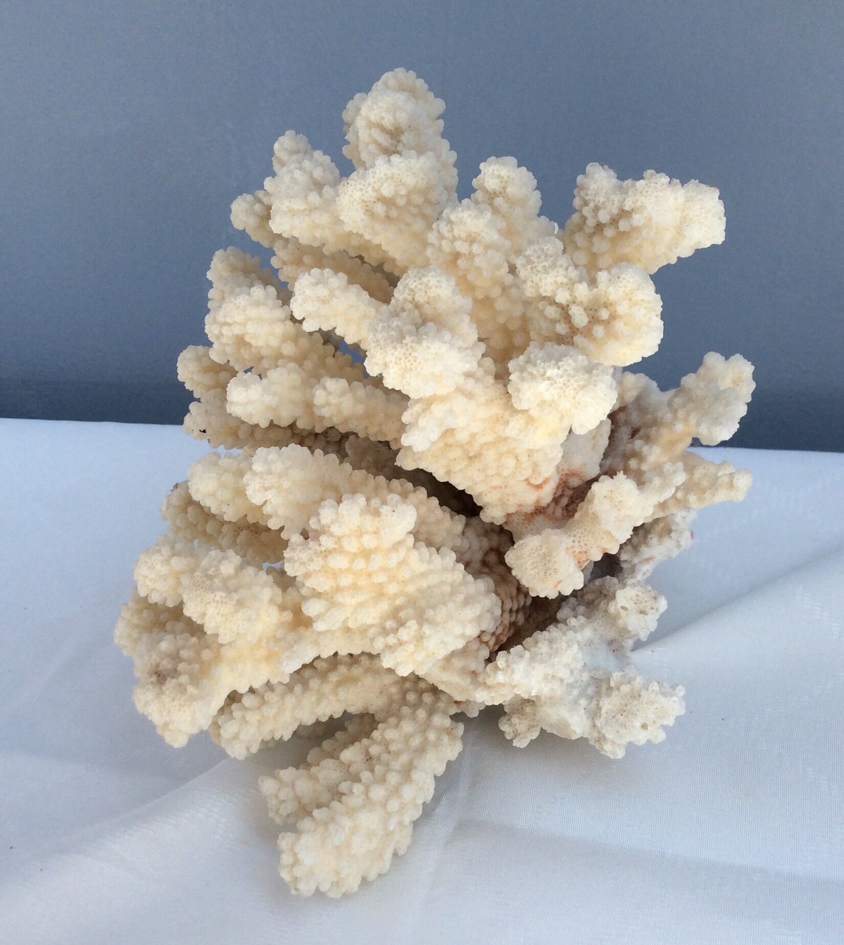 White coral