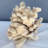 White coral