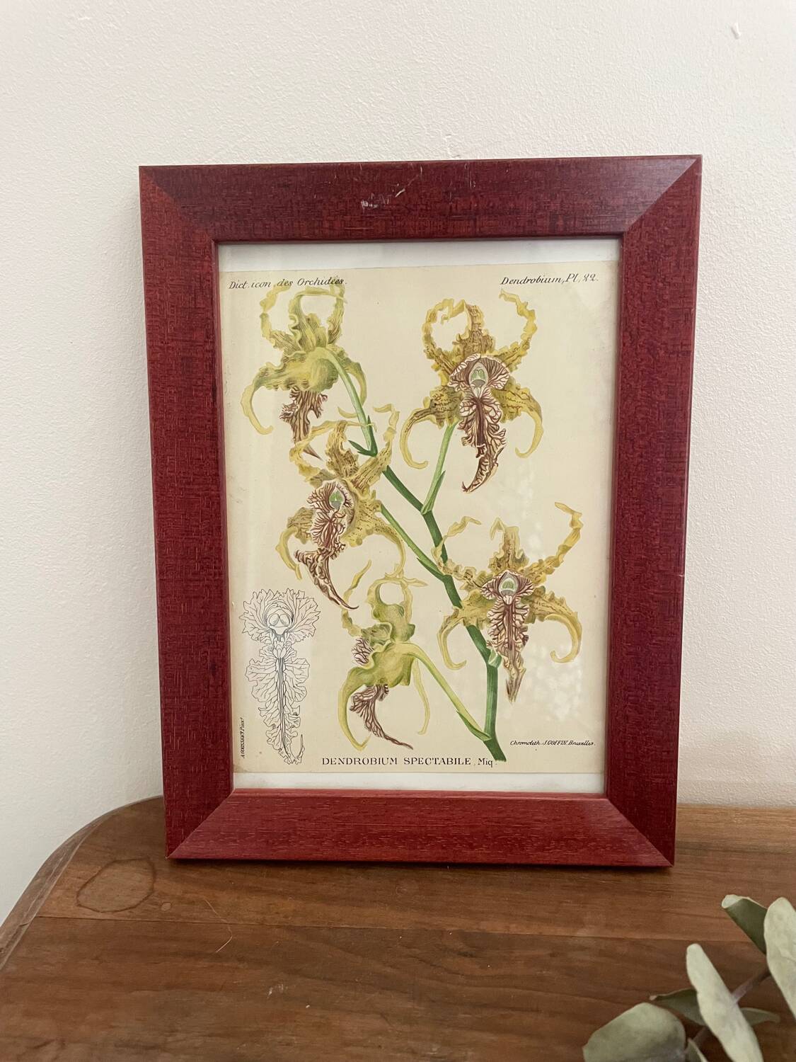 Orchid botanical illustration frame