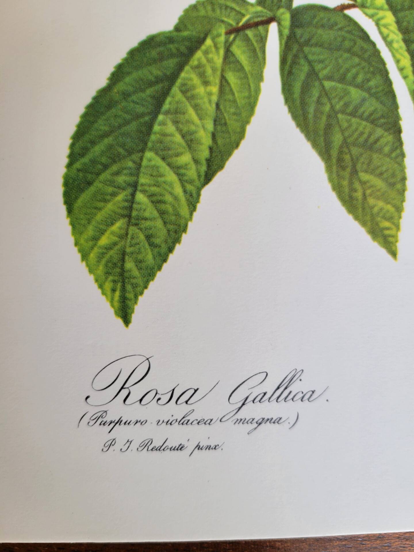 Botanical plate Rose Bishop P. J. Redouté 1960