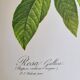 Botanical plate Rose Bishop P. J. Redouté 1960