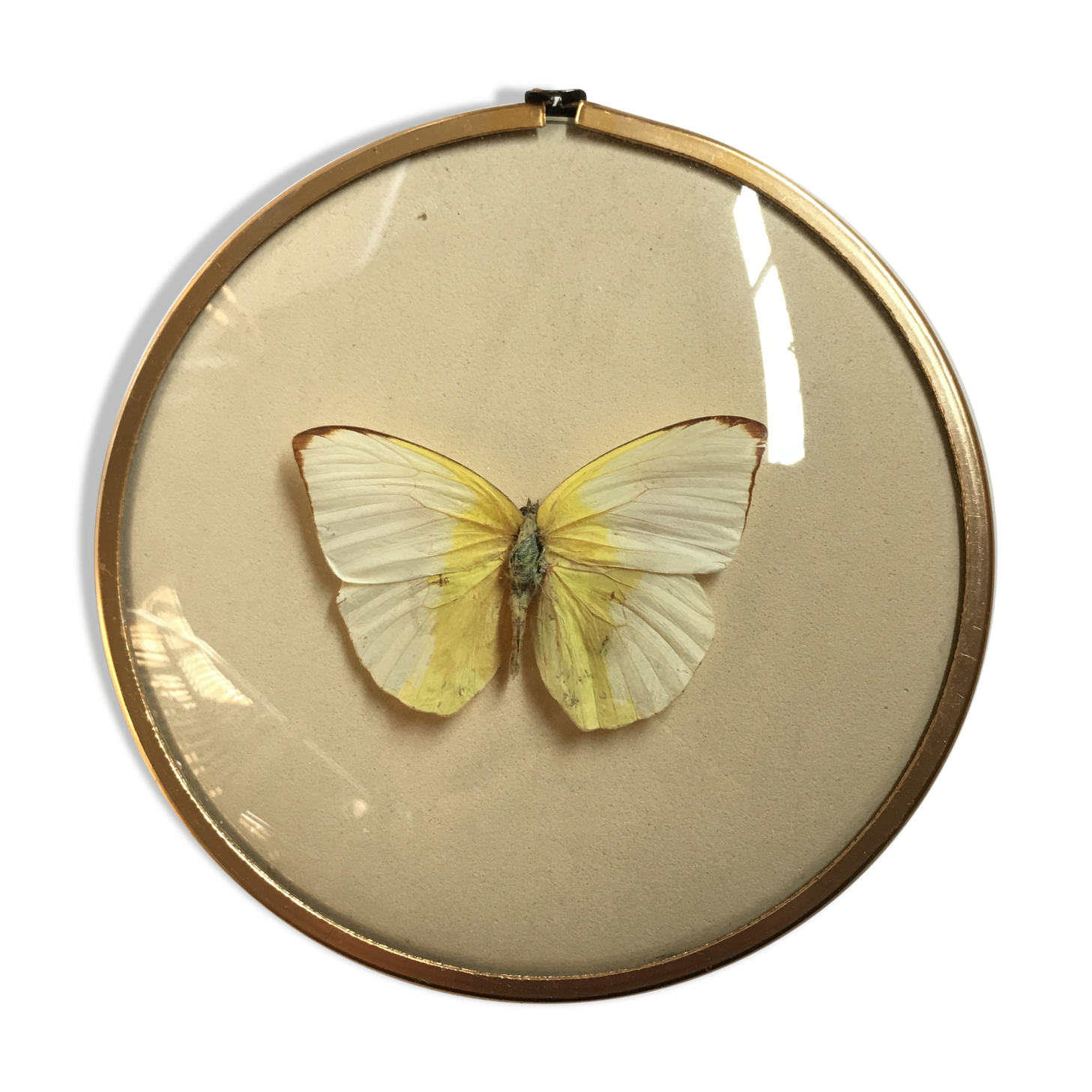 Butterfly under curved frame