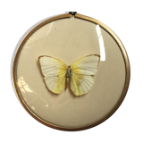 Butterfly under curved frame
