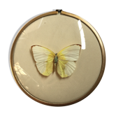 Butterfly under curved frame