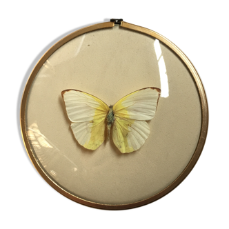 Butterfly under curved frame