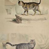 Original zoological plate of 1839 " domestic cat & angora "