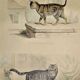 Planche zoologique originale de 1839 " chat domestique & angora "