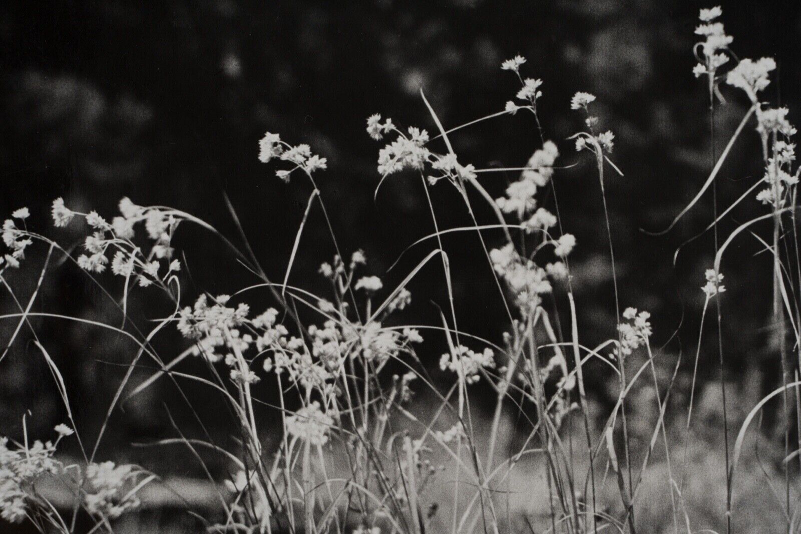 Film photography Bernard Darot Grasses Flowers XXth