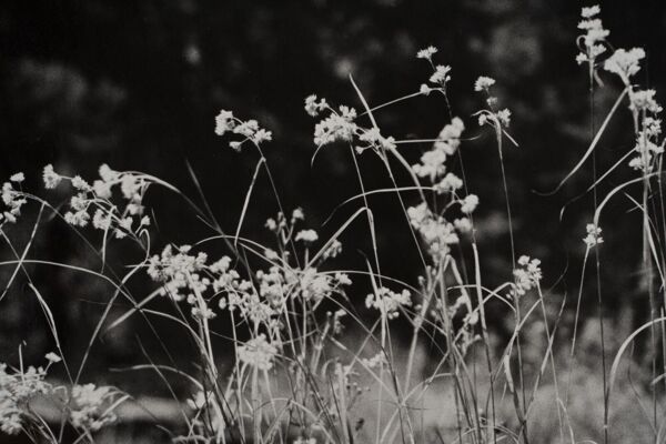 Photographie argentique Bernard Darot Graminées Fleurs XXe